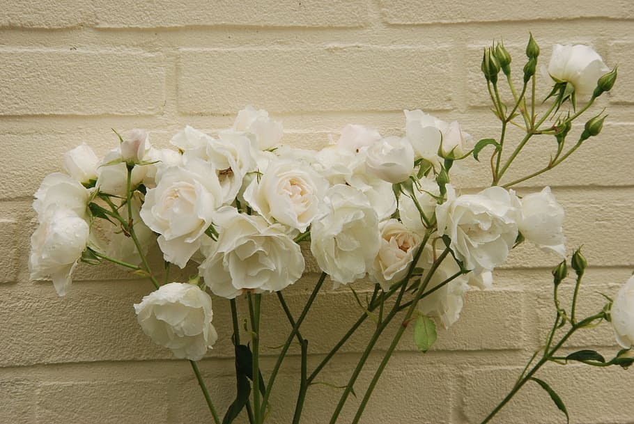 White, Wall, Flora, Plant, Pure, rose, flower, nature, rose - flower HD wallpaper