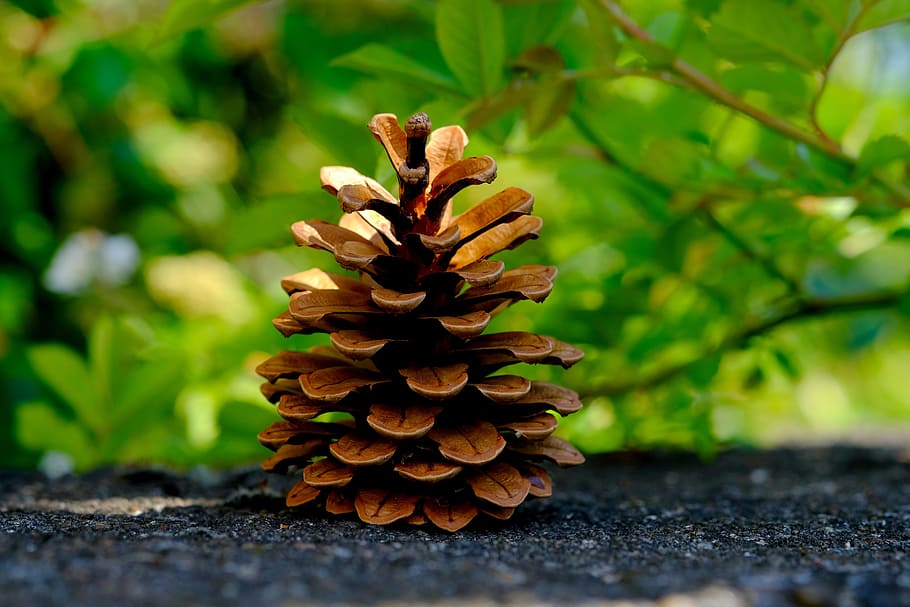 Pine Cones, Pine, Tree, Tap, Close, conifer, macro, nature HD wallpaper