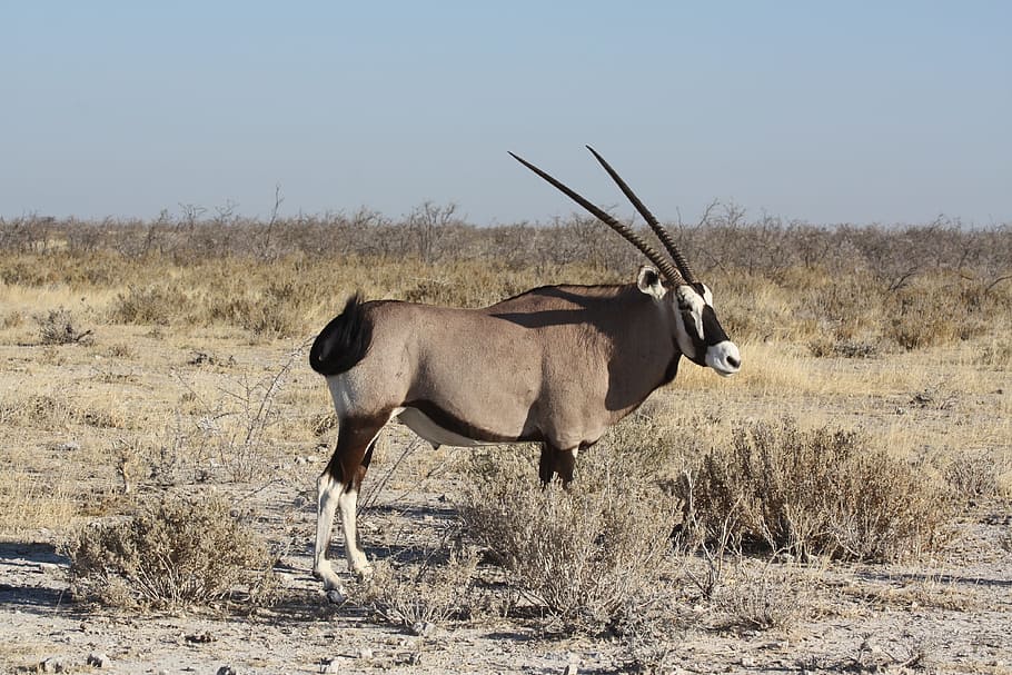 Oryx, Antelope, Animal, Namibia, Africa, animals in the wild HD wallpaper