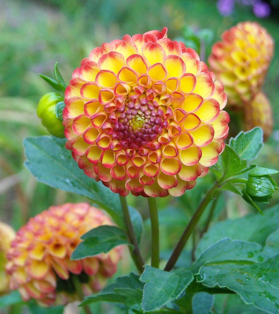 yellow-and-red ball dahlia flowers, summer, petal, nature, blossom, HD wallpaper