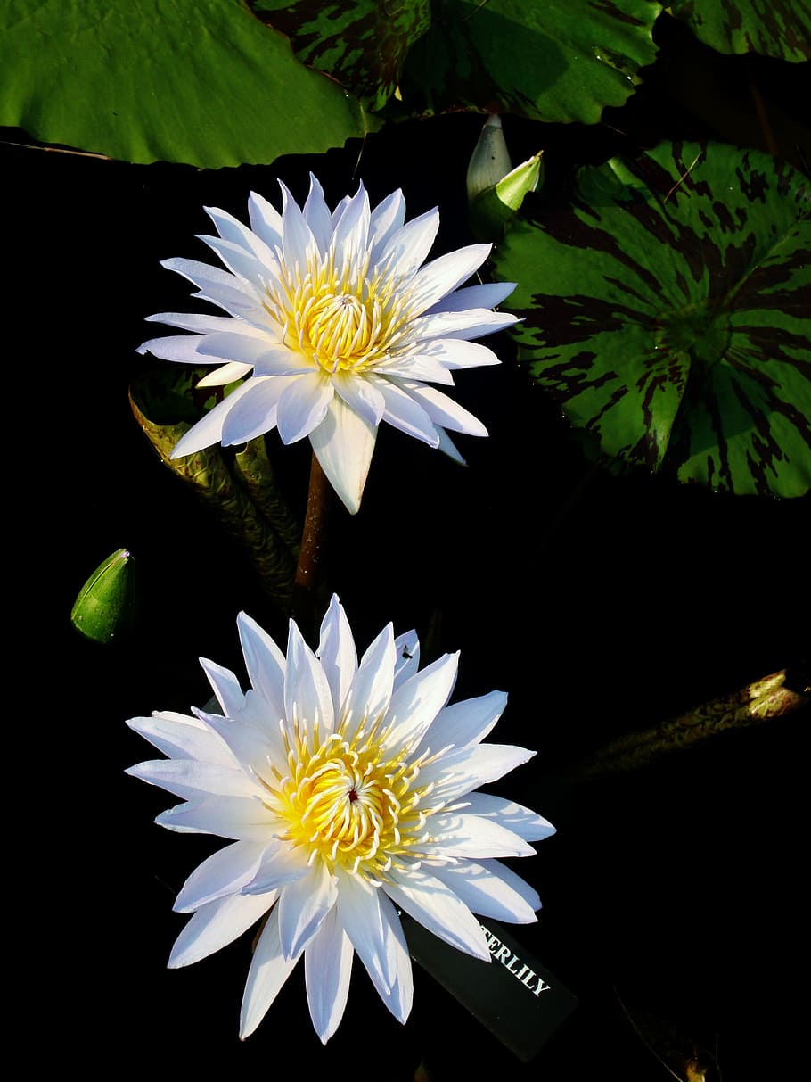 nature, flower, flora, summer, leaf, petal, garden, blooming HD wallpaper