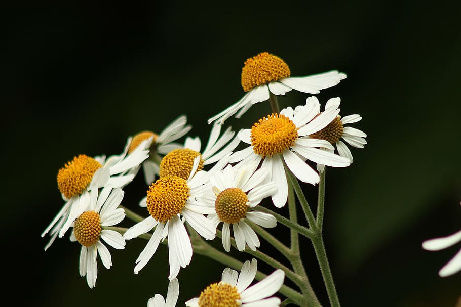 white, flowers, background, daisy, daisies, floral, summer HD wallpaper
