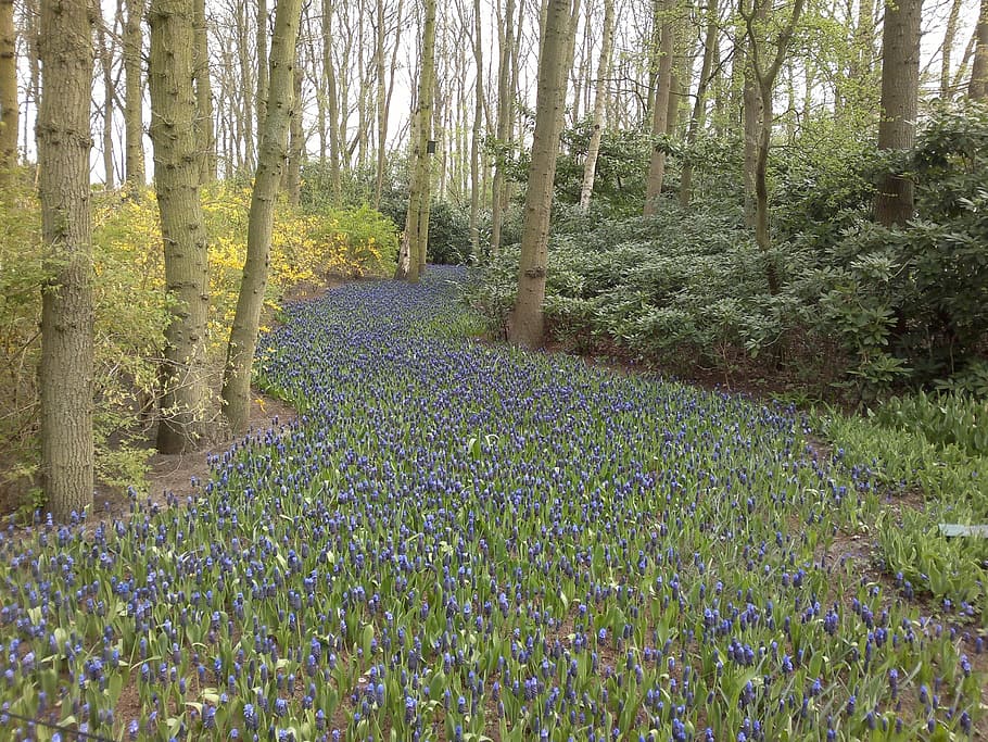 forest, flower, blue, forest flower, spring, nature, field HD wallpaper