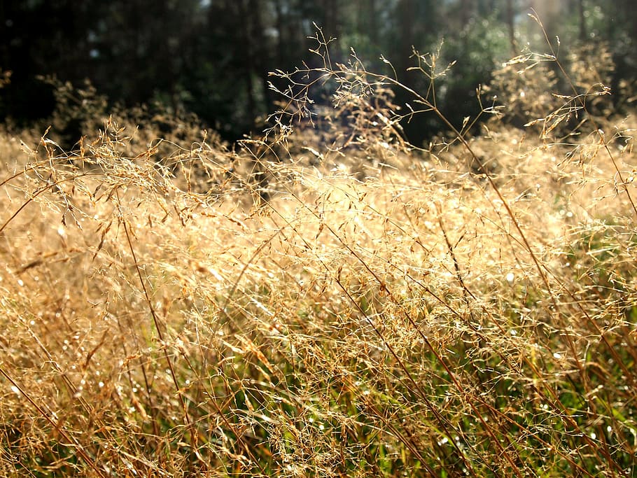 heide, grass, sun, sunlight, elves, meadow, nature, outdoors HD wallpaper