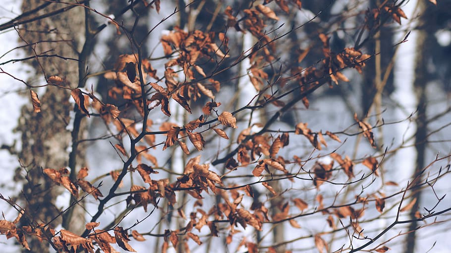 dried leaves hanging on branch, selective focus photo of brown leaf trees HD wallpaper