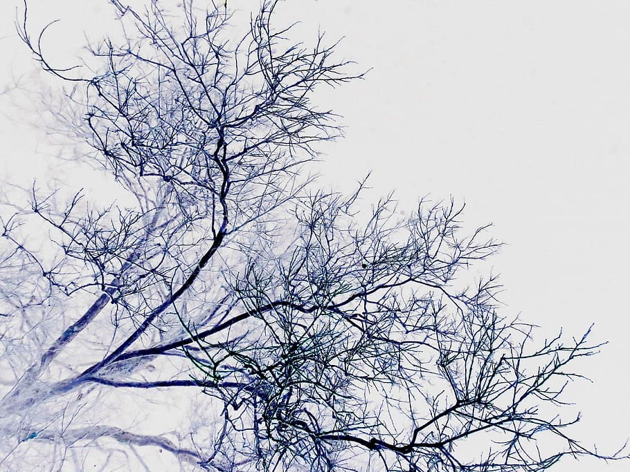 branches, twigs, background, negative, nature, tree, season HD wallpaper