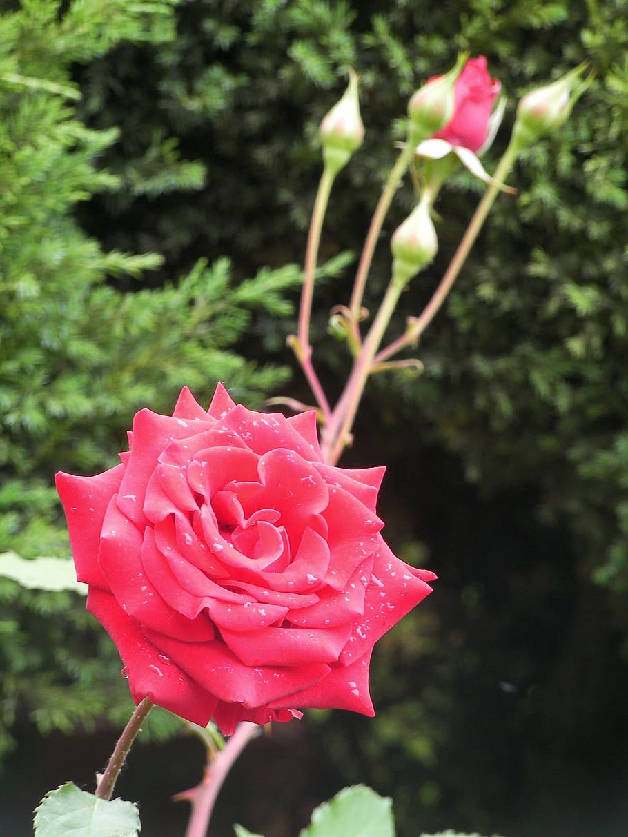 rose, flowers, red, rose - Flower, nature, petal, plant, flowering plant HD wallpaper