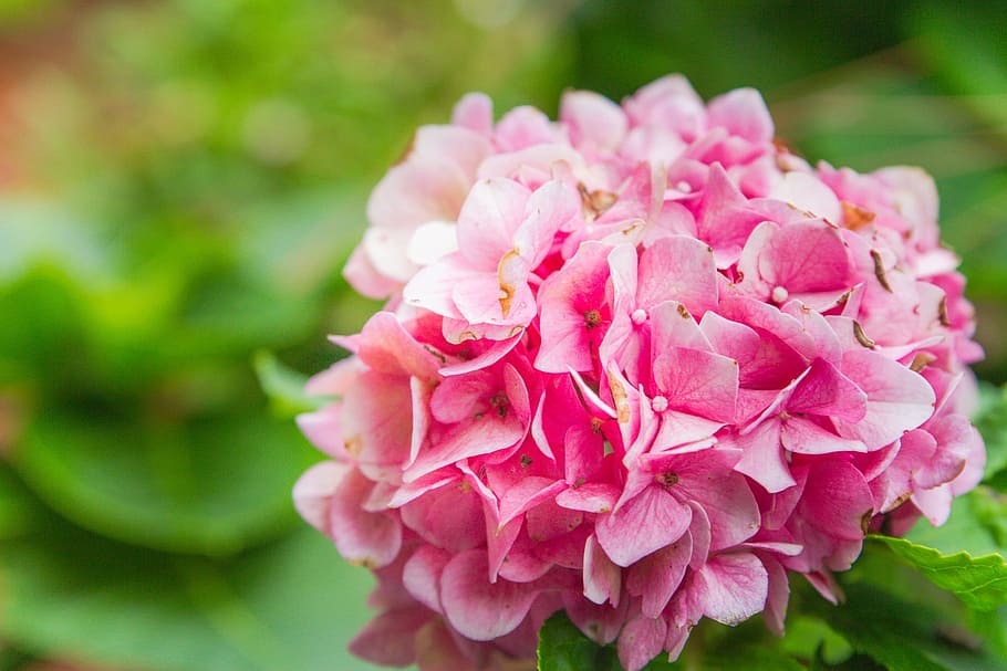pink petal flowers, hydrangea, blooming, floral, plant, spring HD wallpaper