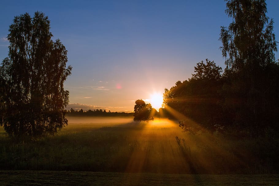 silhouette of trees under sunset, landscape, sunrise, summer HD wallpaper