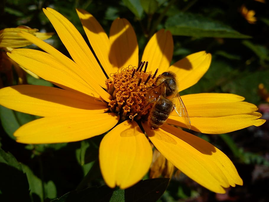 Flower, Bee, Blossom, Bloom, Yellow, insect, pollination, pollen HD wallpaper