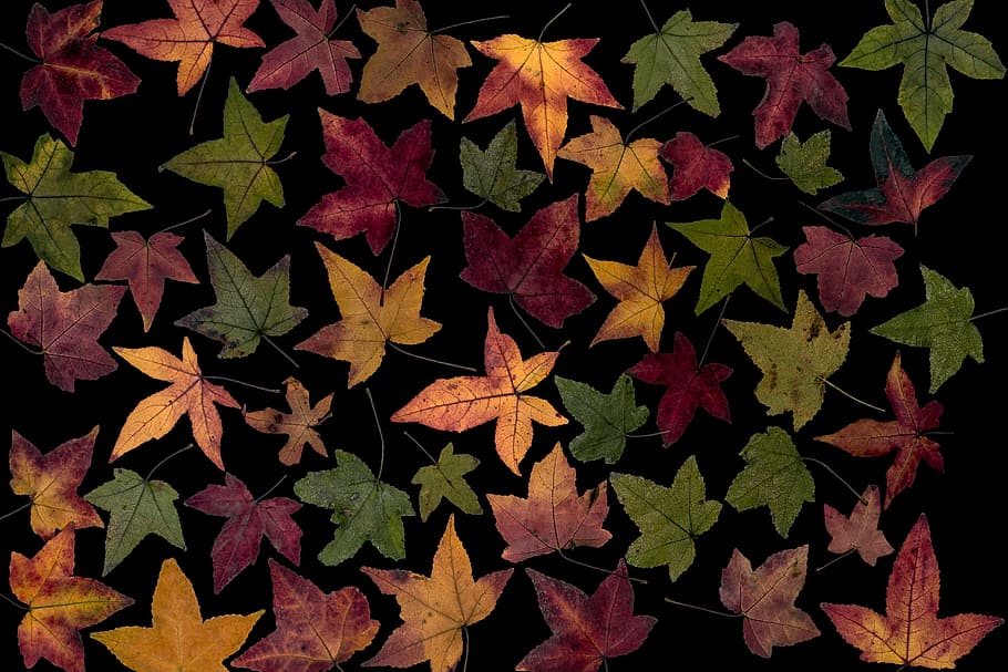 assorted-color leaves, colorful, amber tree leaf, composition HD wallpaper
