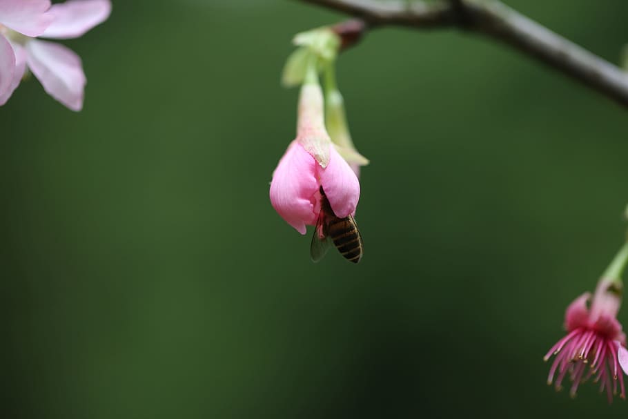 fiower, plant, bee, spring, nature, grow, flowering plant, beauty in nature HD wallpaper