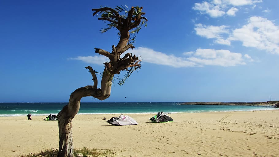 beach, sand, tree, sky, cyprus, sea, water, horizon over water HD wallpaper