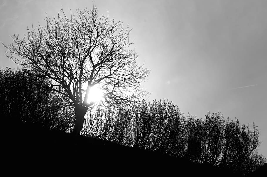 highland, tree, plants, nature, grass, sky, sunlight, black and white HD wallpaper