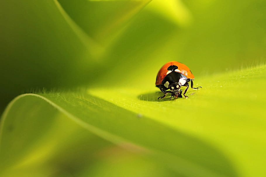 Ladybug: Những chú bọ rùa xinh đẹp sẽ được ghi lại trong những tấm ảnh tuyệt đẹp. Bạn sẽ ngạc nhiên với sắc màu ánh sáng mặt trời khi chiếu lên cánh của những chú bọ rùa nhỏ bé này.