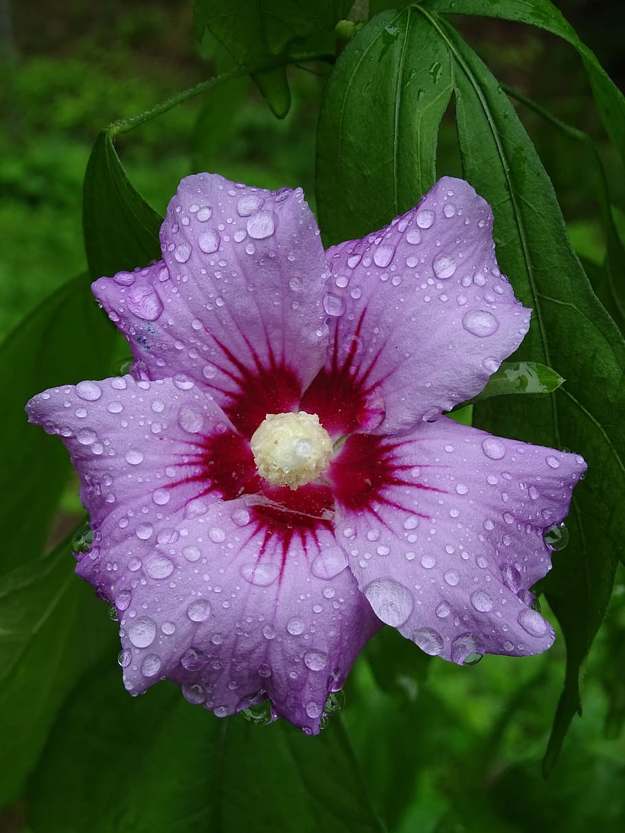 Purple hibiscus 1080P, 2K, 4K, 5K HD wallpapers free download