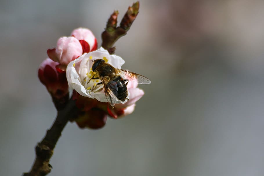 bee, pollen, beekeeping, forage, pollinator, spring, honey HD wallpaper
