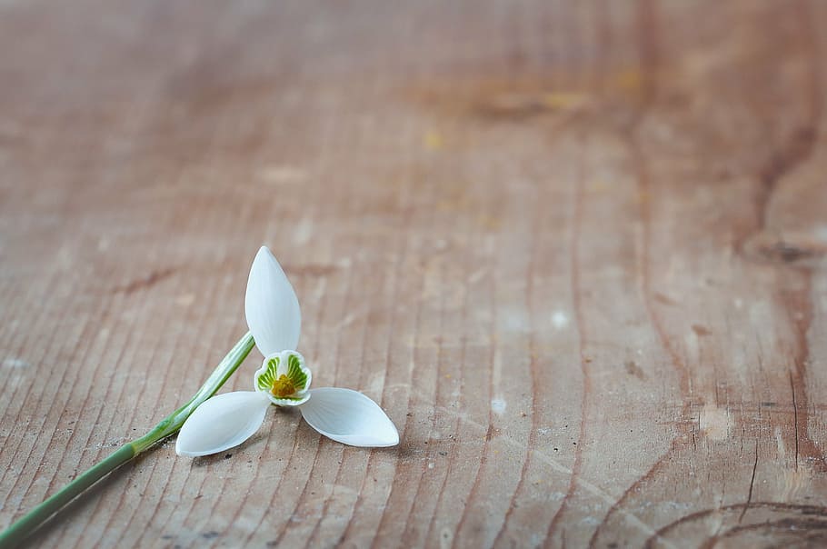 white 3-petaled flower on brown wooden surface, snowdrop, alone HD wallpaper