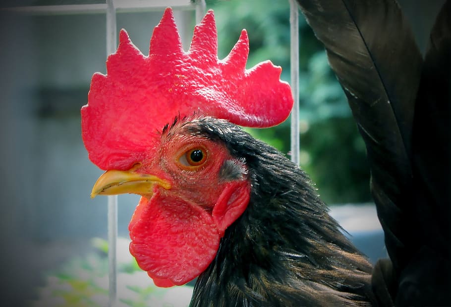 Haan, Poultry, Mohawk, Beak, Slap, earlobe, keellel, serama HD wallpaper