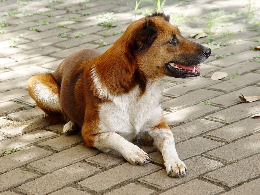 animals, dog, mix, pets, outdoors, cute, brown, one animal HD wallpaper