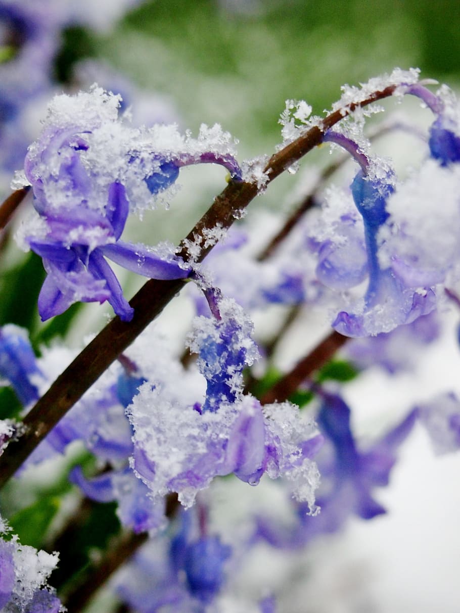 Snow, Ice, Flower, Spring, Snowstorm, cold, frost, nature, flake HD wallpaper