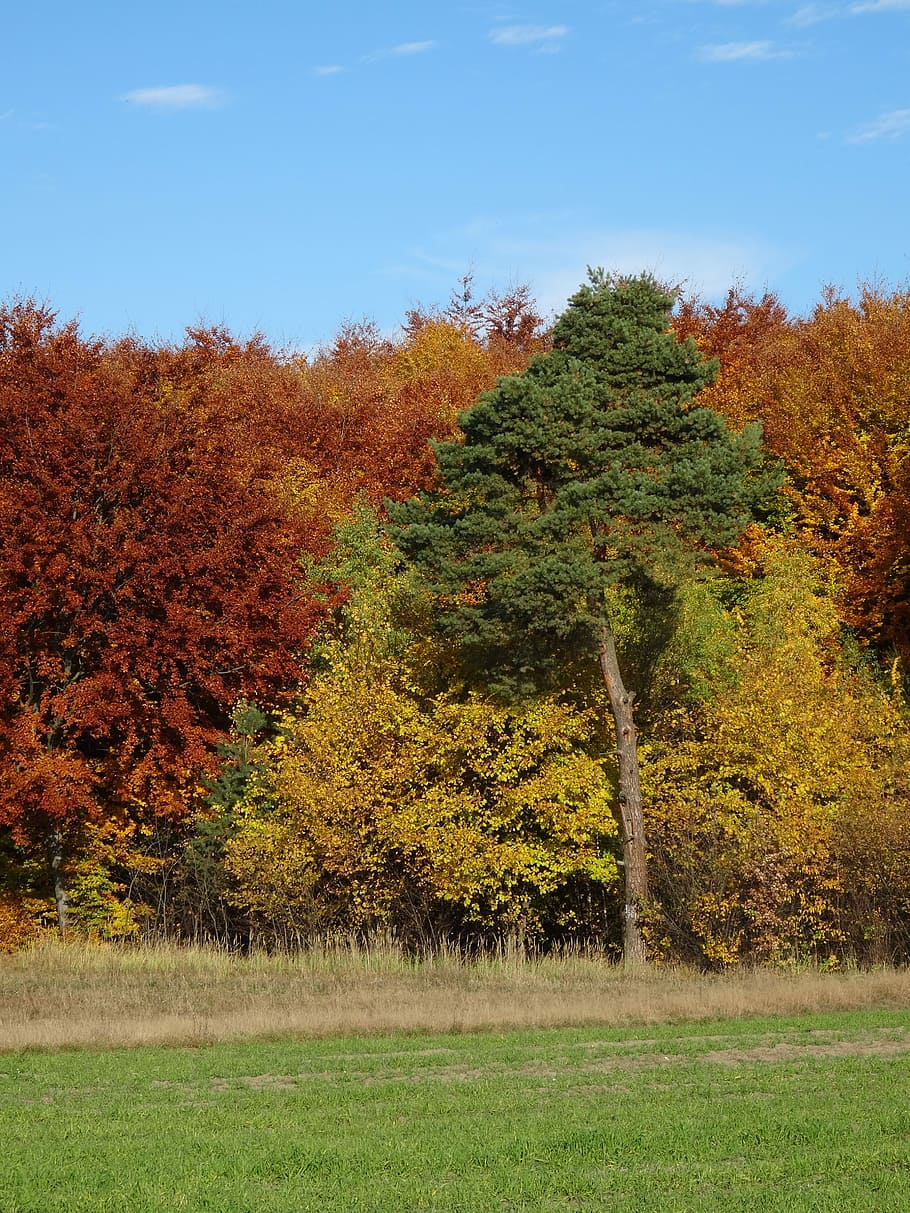 Tree, Forest, Foliage, Nature, Autumn, leaf, no people, plant HD wallpaper