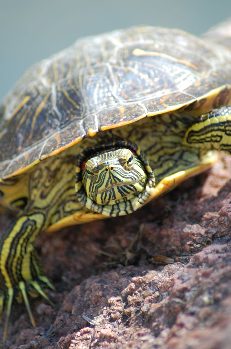 Turtle, Face, Head, Stripes, Claws, sun turtle, wildlife, reptile HD wallpaper
