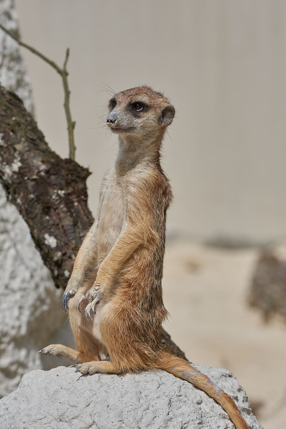 Download free photo of Meerkat,wild,zoo,animal,mammal - from needpix.com