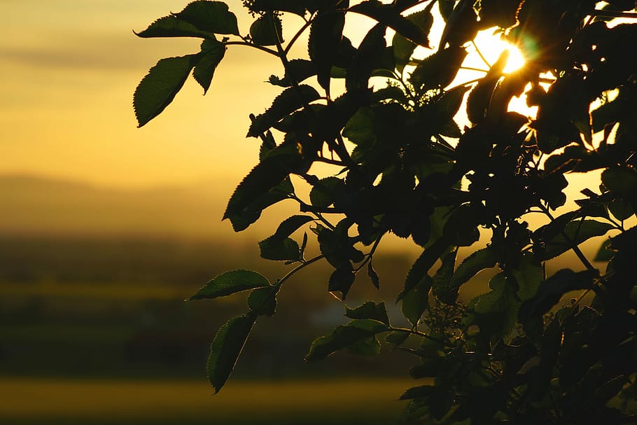 selective focus photography of green leafed tree taken during golden hour HD wallpaper