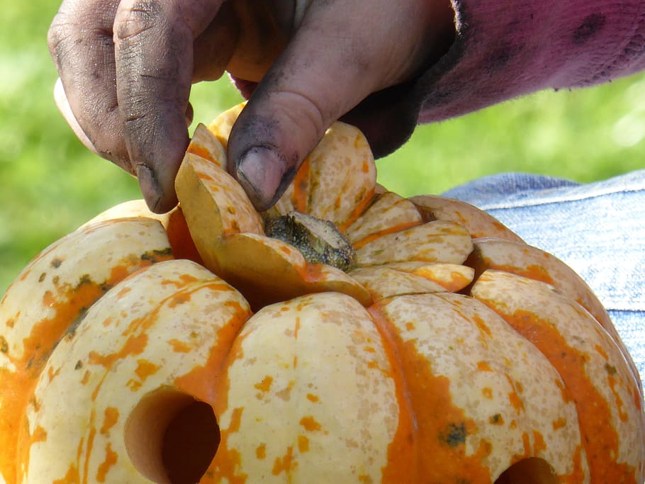 tinker, pumpkin, play, halloween, autumn, out, hand, human hand HD wallpaper