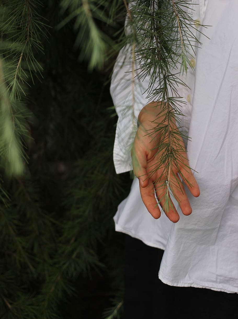 person holding green leaves, person standing beside tree holding leaf HD wallpaper