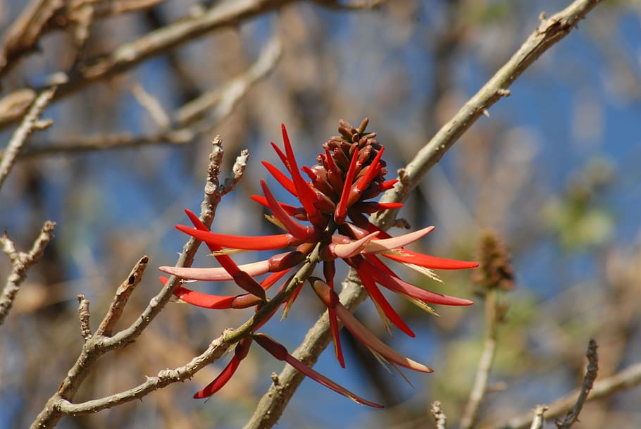 flower pipi, vegetable, branch, plant, focus on foreground HD wallpaper