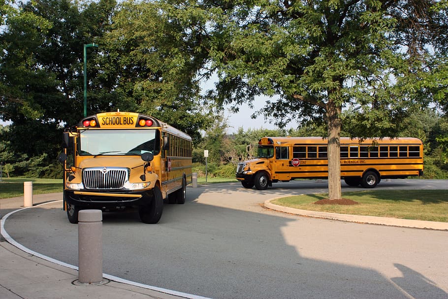 two orange school bus on road near trees at daytime, Transportation HD wallpaper