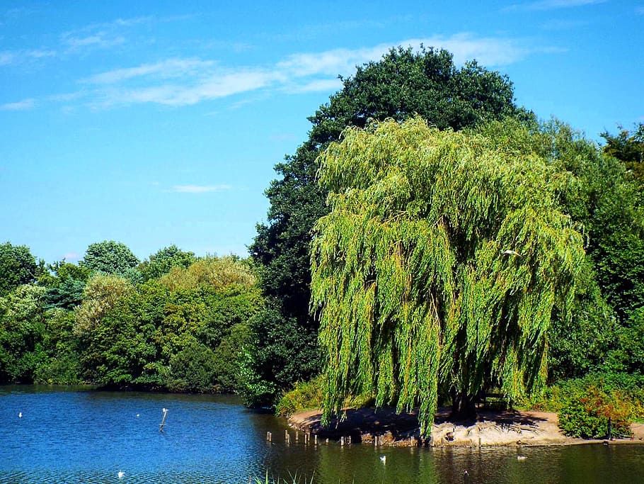 park, lake, trees, ducks, water, nature, summer, river, outdoors HD wallpaper