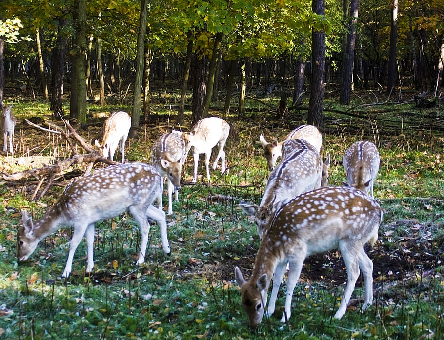 fallow deer, group, flock, graze, tree, animal, plant, animal themes HD wallpaper