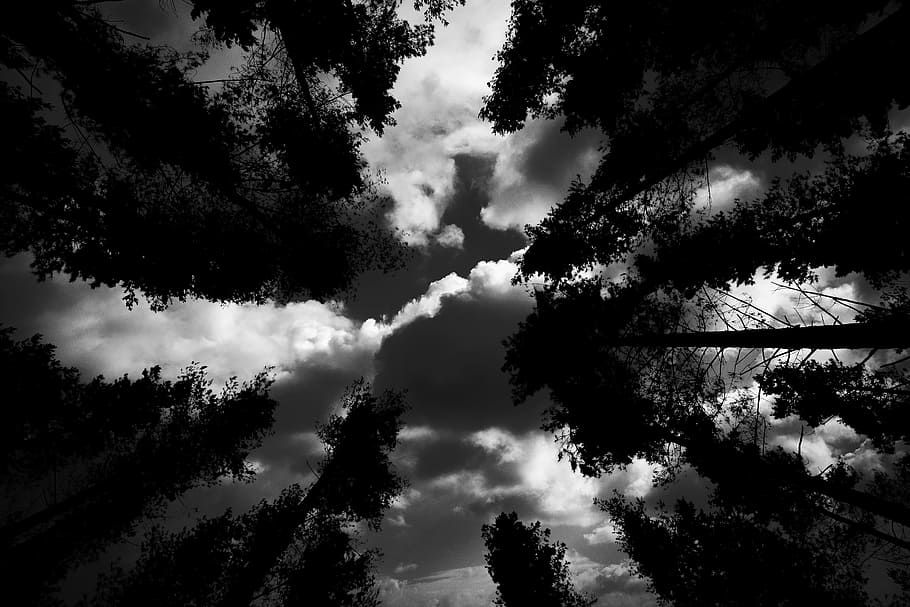 trees, sky, clouds, black and white, nature, plant, cloud - sky HD wallpaper