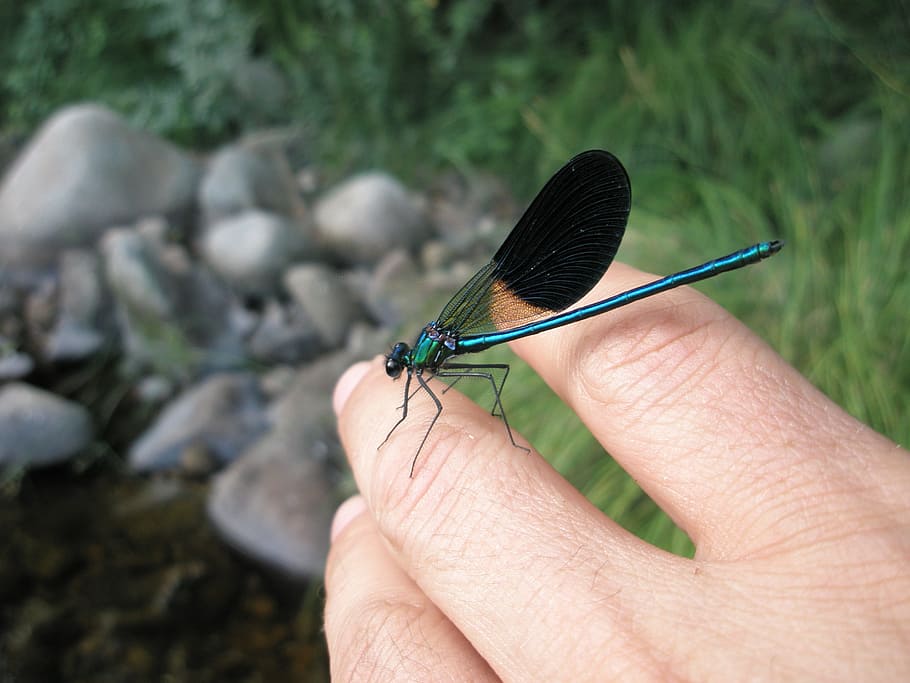 dragonfly, insects, hand, human body part, one animal, invertebrate HD wallpaper