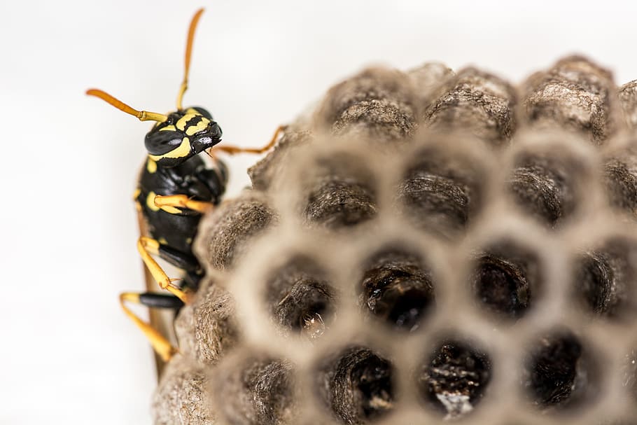 wasp, combs, the hive, insect, close, honeycomb structure, nest HD wallpaper