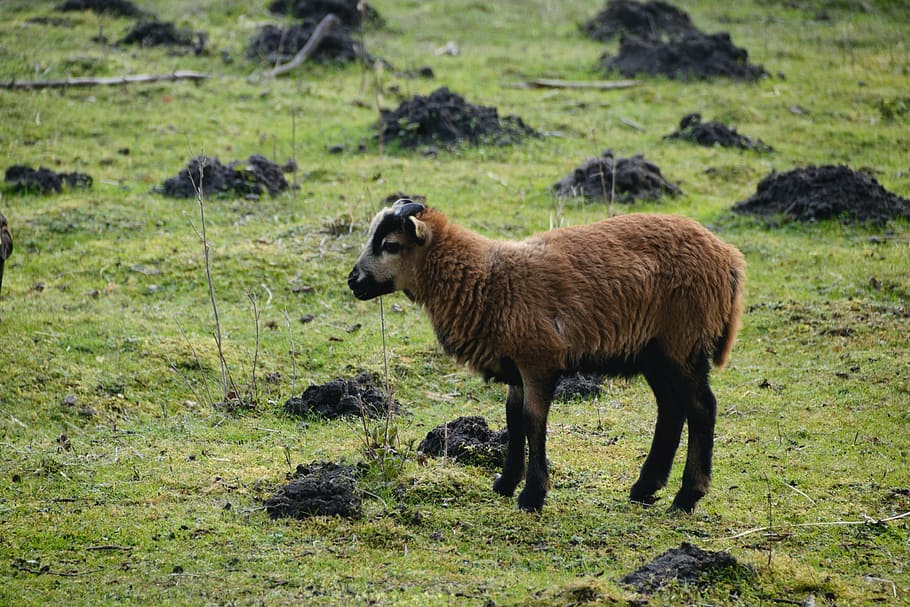sheep, meadow, nature, grass, lamb, pasture, green, animal themes HD wallpaper
