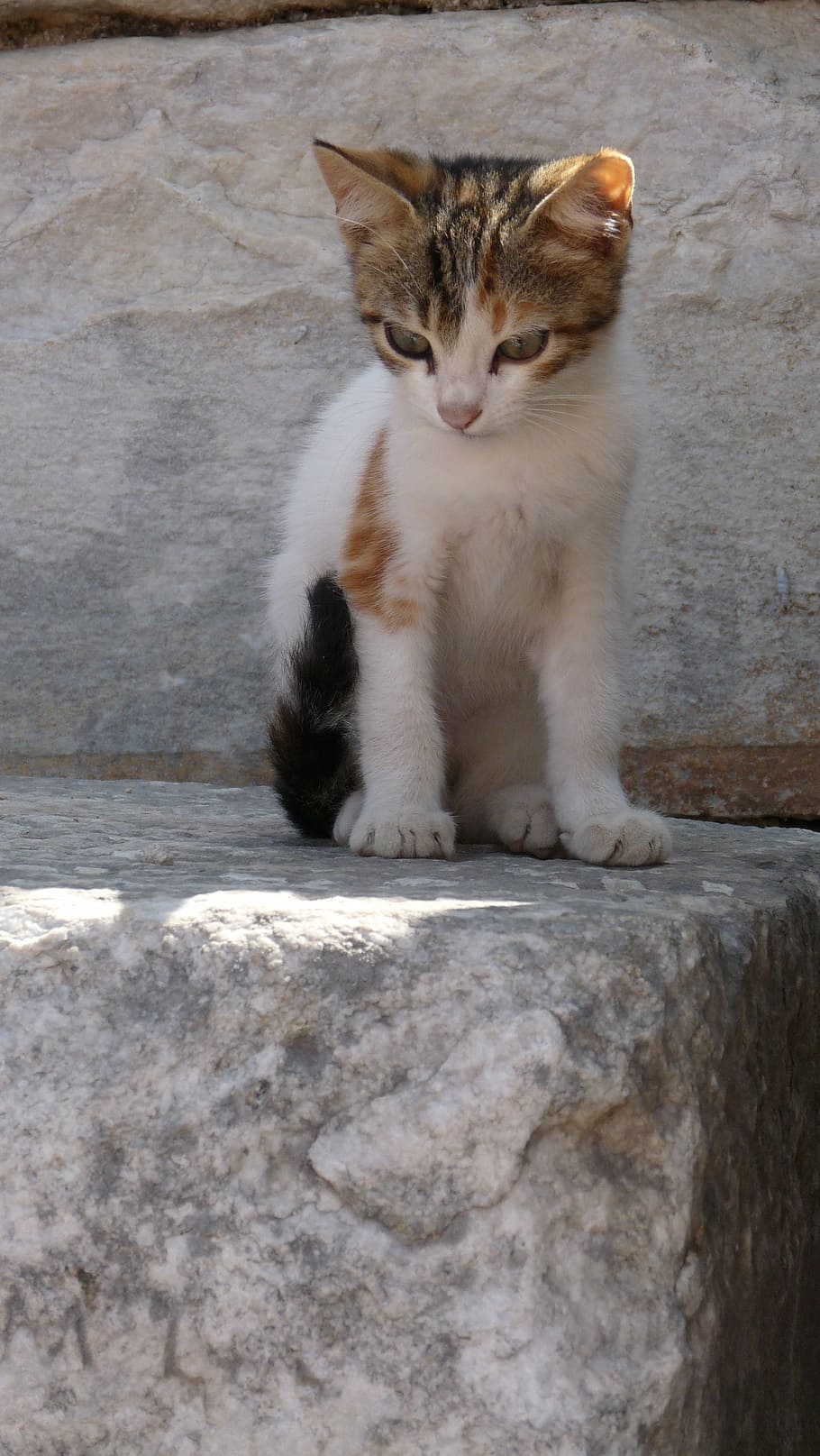 kitten, motley, cute, cat, domestic cat, feline, mammal, pets HD wallpaper
