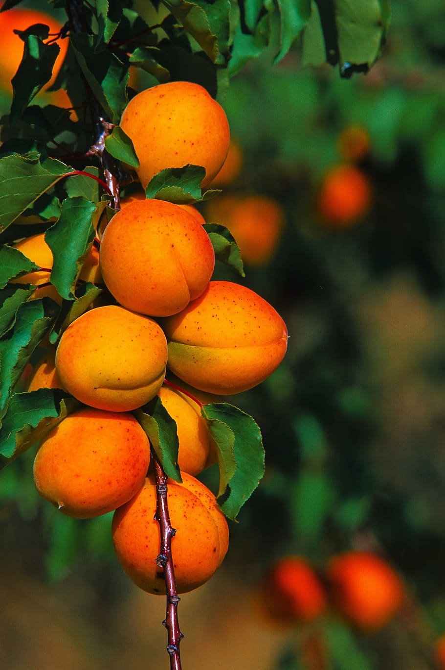 fruit, leaf, food, nature, agriculture, healthy eating, food and drink HD wallpaper