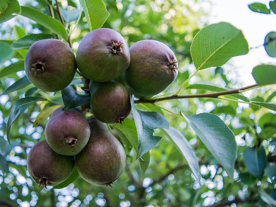 fruit, pear, summer, food, food and drink, healthy eating, tree HD wallpaper