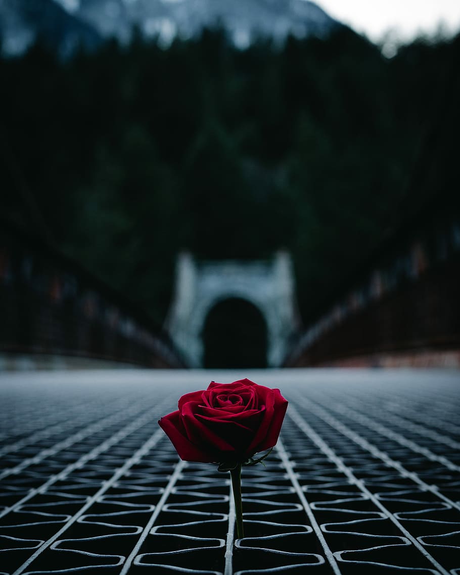 red rose in the middle of bridge during daytime, selective focus photography of red rose HD wallpaper