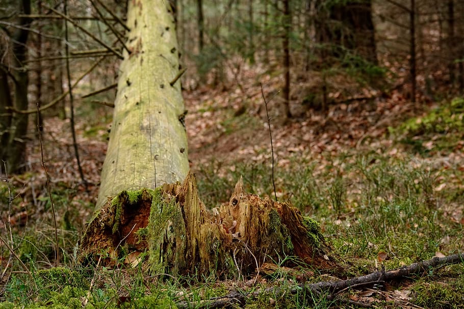 tree, tribe, tree stump, storm, damage, forest, nature, wood HD wallpaper