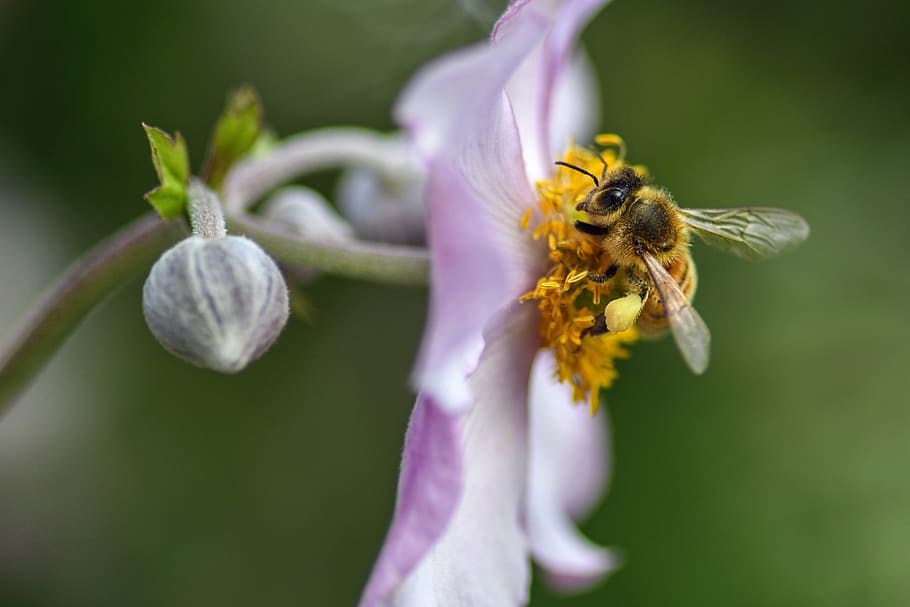 bee, flower, forage, macro, insect, flowering plant, invertebrate HD wallpaper