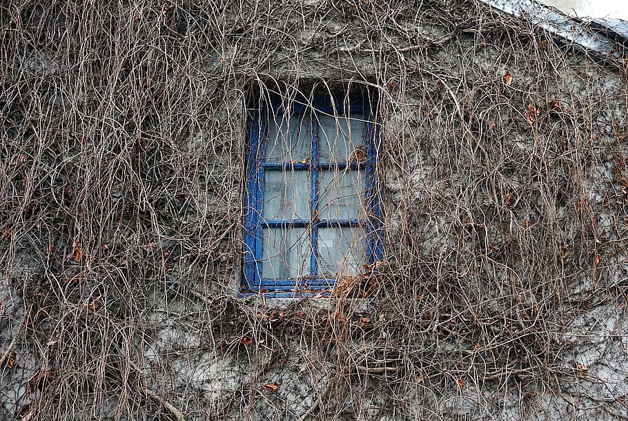 Window, Wall, Facade, Old House, ivy, climbing plants, blue HD wallpaper