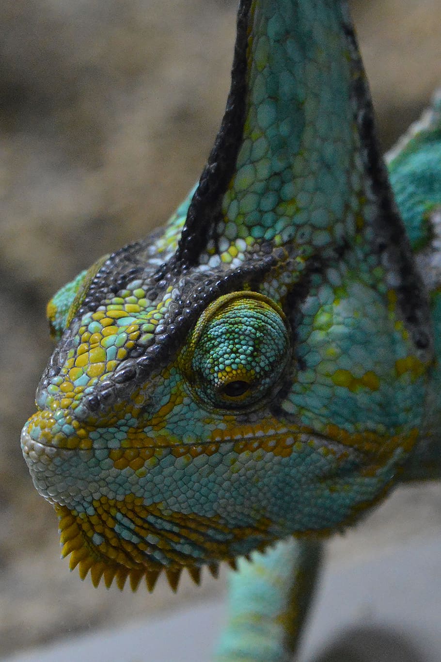 Chameleon, Lizard, helmkameleon, reptile, animal, nature, wildlife HD wallpaper