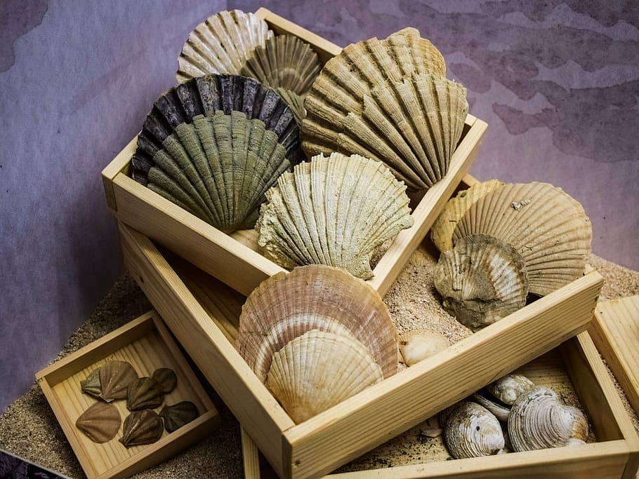 shells, case, sea, marine, nature, collection, environmental museum HD wallpaper