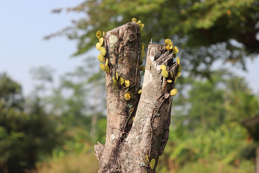 stalk, stem, tree, animal wildlife, animal themes, animals in the wild HD wallpaper
