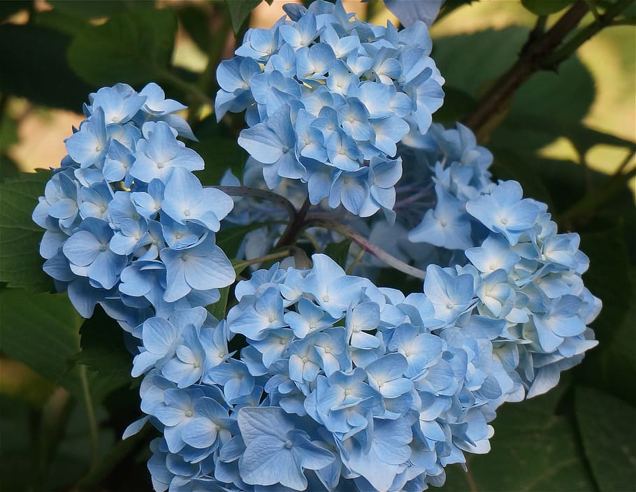 blue hydrangea, flower, plant, blossom, bloom, garden, nature HD wallpaper